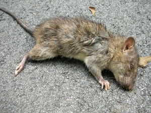 dead-rat